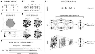 Automated Machine Learning: A Case Study of Genomic “Image-Based” Prediction in Maize Hybrids